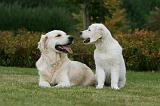 GOLDEN RETRIEVER 919